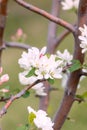 White flower and pink Bud on the branch of Apple blossom in the spring, summer the concept of the garden Royalty Free Stock Photo