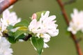 White flower and pink Bud on the branch of Apple blossom in the spring, summer the concept of the garden Royalty Free Stock Photo