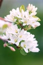 White flower and pink Bud on the branch of Apple blossom in the spring, summer the concept of the garden Royalty Free Stock Photo