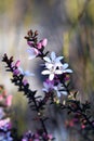 White flowers and pink buds of the Australian native Box Leaf Waxflower, Philotheca buxifolia, family Rutaceae, growing wild in he Royalty Free Stock Photo