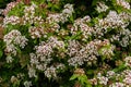 White flowers with pink buds of Viburnum tinus blossoming inTasmania, Australia. Royalty Free Stock Photo