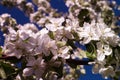 White flowers in pink light and decorated with Apple tree branch