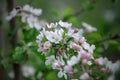 White flowers with pink petals and green leaves on branch apple tree Royalty Free Stock Photo