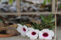 White flowers with pink sepals on cement floor Royalty Free Stock Photo