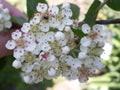 Blooming chokeberry flowers on a branch