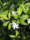 Pinwheel jasmine (Tabernaemontana divaricata)