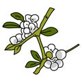 White flowers on plant illustration isolated