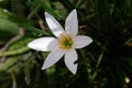 The Zephyranthes candida flower