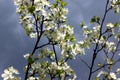 White flowers of the plum blossoms Royalty Free Stock Photo
