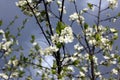 White flowers of the plum blossoms Royalty Free Stock Photo