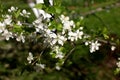 White flowers of the plum blossoms Royalty Free Stock Photo