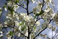 White flowers of the plum blossoms on a spring day in the park o Royalty Free Stock Photo