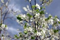 White flowers of the plum blossoms on a spring day in the park o Royalty Free Stock Photo