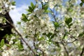 White flowers of the plum blossoms on a spring day in the park o Royalty Free Stock Photo