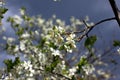 White flowers of the plum blossoms on a spring day in the park o Royalty Free Stock Photo