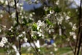 White flowers of the plum blossoms on a spring day in the park o Royalty Free Stock Photo