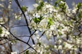 White flowers of the plum blossoms on a spring day in the park o Royalty Free Stock Photo