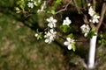 White flowers of the plum blossoms on a spring day in the park o Royalty Free Stock Photo
