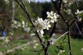 White flowers of the plum blossoms on a spring day in the park o Royalty Free Stock Photo