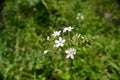 Plumbago zeylanica flower blooming