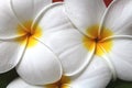 White flowers - Plumeria acutifolia - Macro