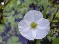 White flowers in the pond, Closeup , Top view, Royalty Free Stock Photo