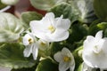 white flowers in a pot on the window surrounded by green leaves Royalty Free Stock Photo