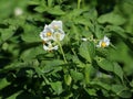 The white flowers of the potato. Green potato tops. Royalty Free Stock Photo