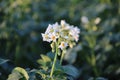 white flowers on the potato plants on a field in Zevenhuizen, the Netherlands Royalty Free Stock Photo