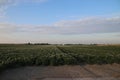 white flowers on the potato plants on a field in Zevenhuizen, the Netherlands. Royalty Free Stock Photo