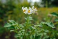 White flowers of potatoes in the open field Royalty Free Stock Photo