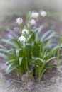 flowers, primrose and forest snowdrop in spring at northern latitudes