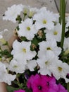 White flowers with puple