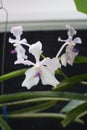 The Vanda coerulea orchid flowers