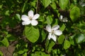 2 white flowers of quince in May Royalty Free Stock Photo