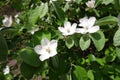 3 white flowers of quince in May Royalty Free Stock Photo