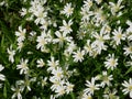 white flowers of Rabelera holostea in large numbers, close-up