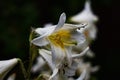 White flowers on the rain