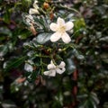 White flowers raining morning fresh