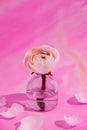 White flowers and ranunculus petals in glass vase on a pink background with hard light. Spring, summer, bloom. Royalty Free Stock Photo