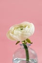 White flowers and ranunculus petals in glass vase on a pink background with hard light. Spring, summer, bloom. Royalty Free Stock Photo