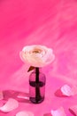 White flowers and ranunculus petals in glass vase on a pink background with hard light. Spring, summer, bloom. Royalty Free Stock Photo