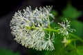 White flowers of red baneberry, Actaea rubra