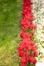 White Flowers and Red Tulips background with lawn Royalty Free Stock Photo