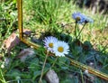 White flowers reflecting in a mirror in the green grass. Spring nature wallpaper Royalty Free Stock Photo