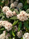 Rhododendron Bush In Blossom Royalty Free Stock Photo