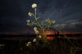 White flowers on the river bank against the sunset Royalty Free Stock Photo