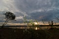 White flowers on the river bank against the sunset Royalty Free Stock Photo