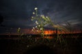 White flowers on the river bank against the sunset Royalty Free Stock Photo