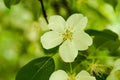 white flowers by the roadside